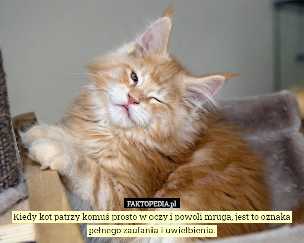 Kiedy kot patrzy w oczy?