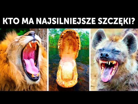 Kto ma najsilniejsze szczęki na swiecie?