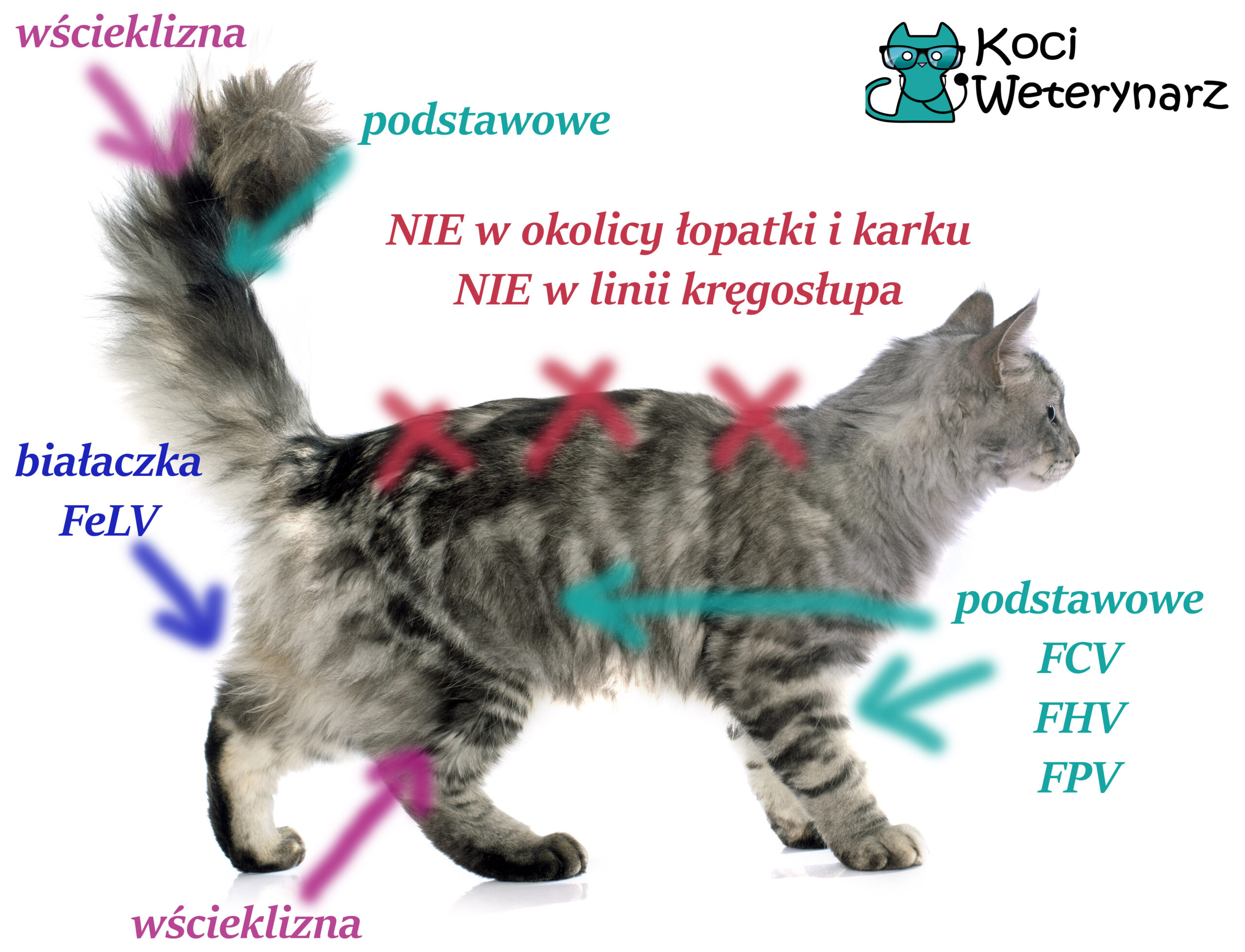 Co ile szczepić kota niewychodzącego?