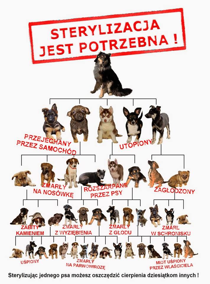 Co lepsze zastrzyk czy sterylizacja?