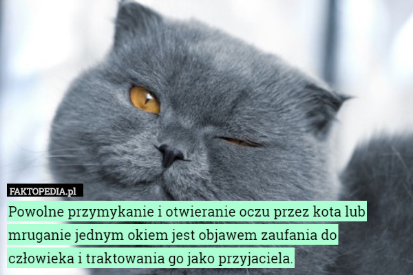 Co to znaczy jak kot mruga do mnie jednym okiem?