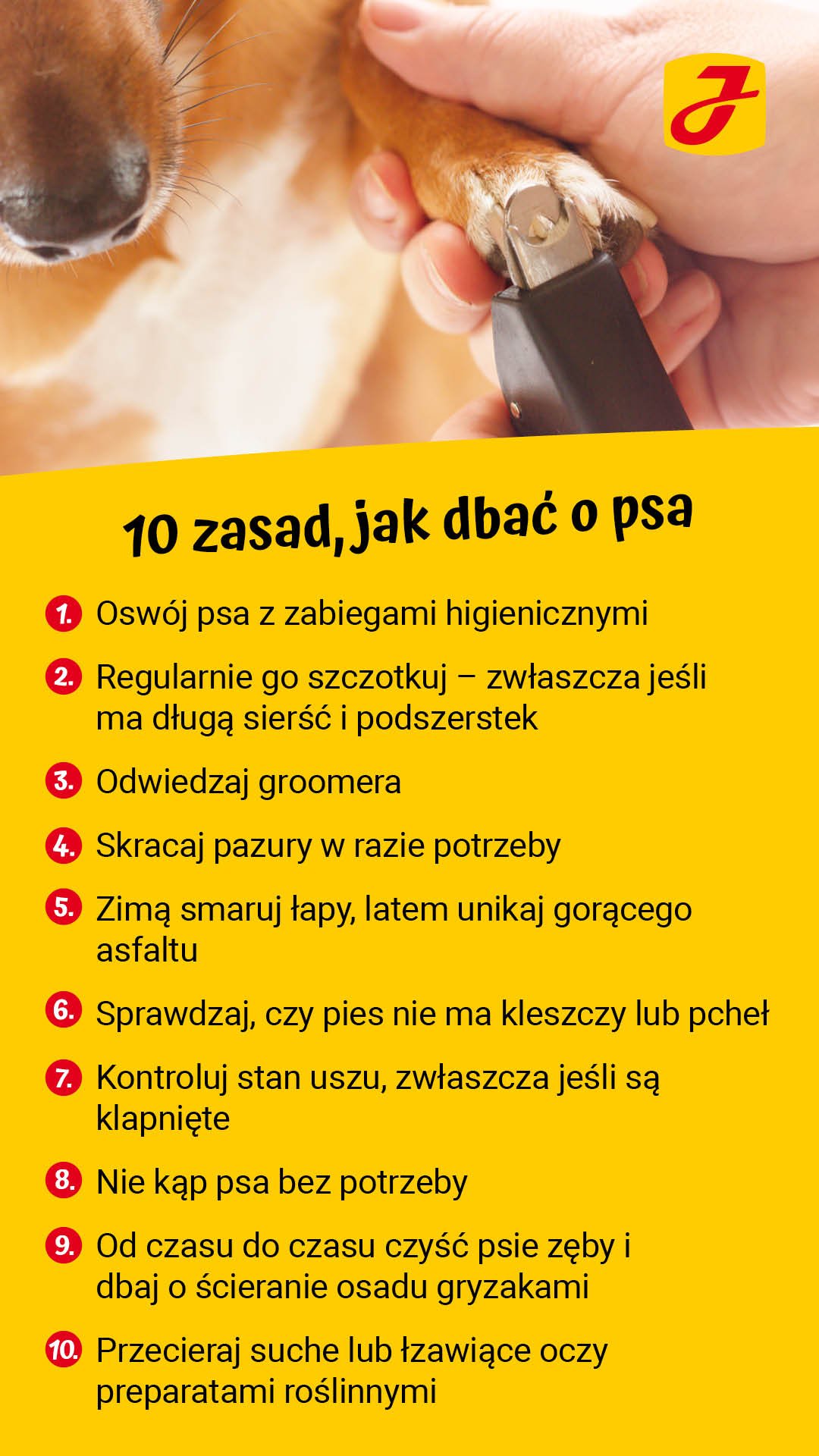 Czy codzienne szczotkowanie psa jest złe?