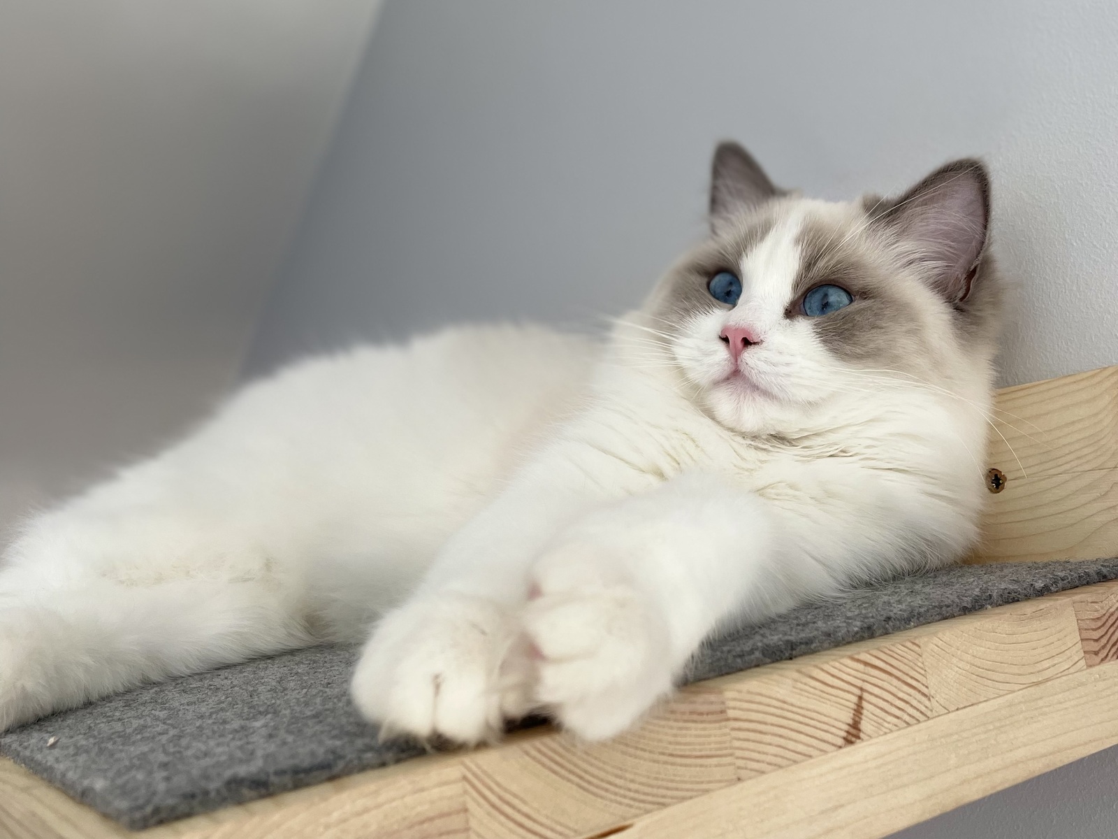Czy ragdoll ma włosy czy sierść?