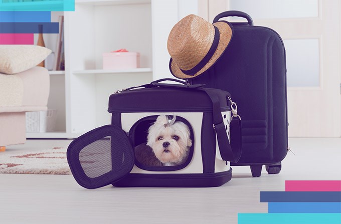 Czy WizzAir przewozi zwierzęta?