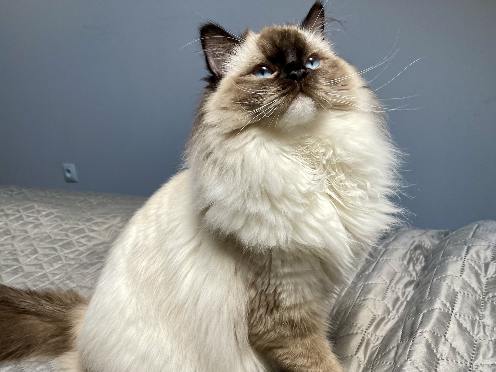 Dlaczego ragdoll gryzie?