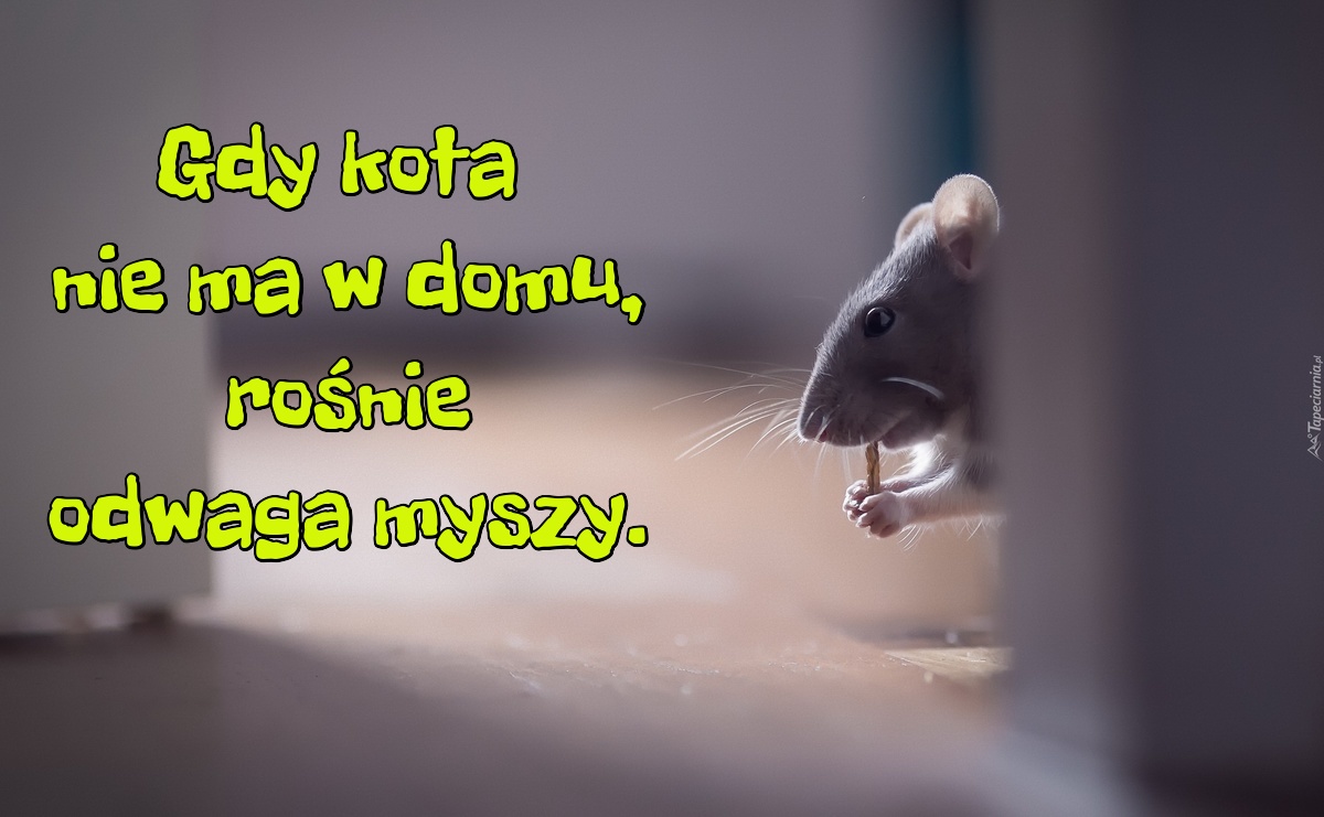 Jak kota nie ma w domu?