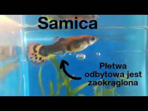 Jak odróżnić samca od samicy ryby?