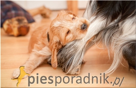 Jak rozplątać splątaną sierść psa bez jej obcinania?