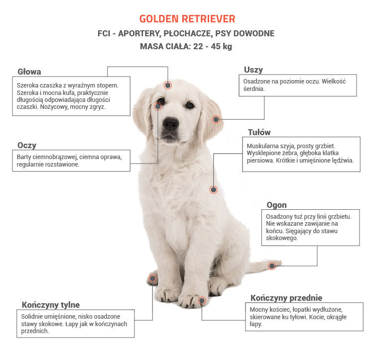 Czy Golden Retriever ma podszerstek?