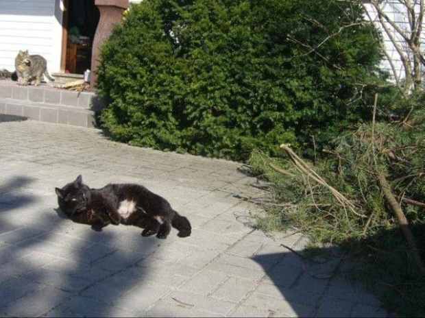Czy kotu odrasta futro?
