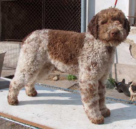 Czy lagotto romagnolo ma podszerstek?