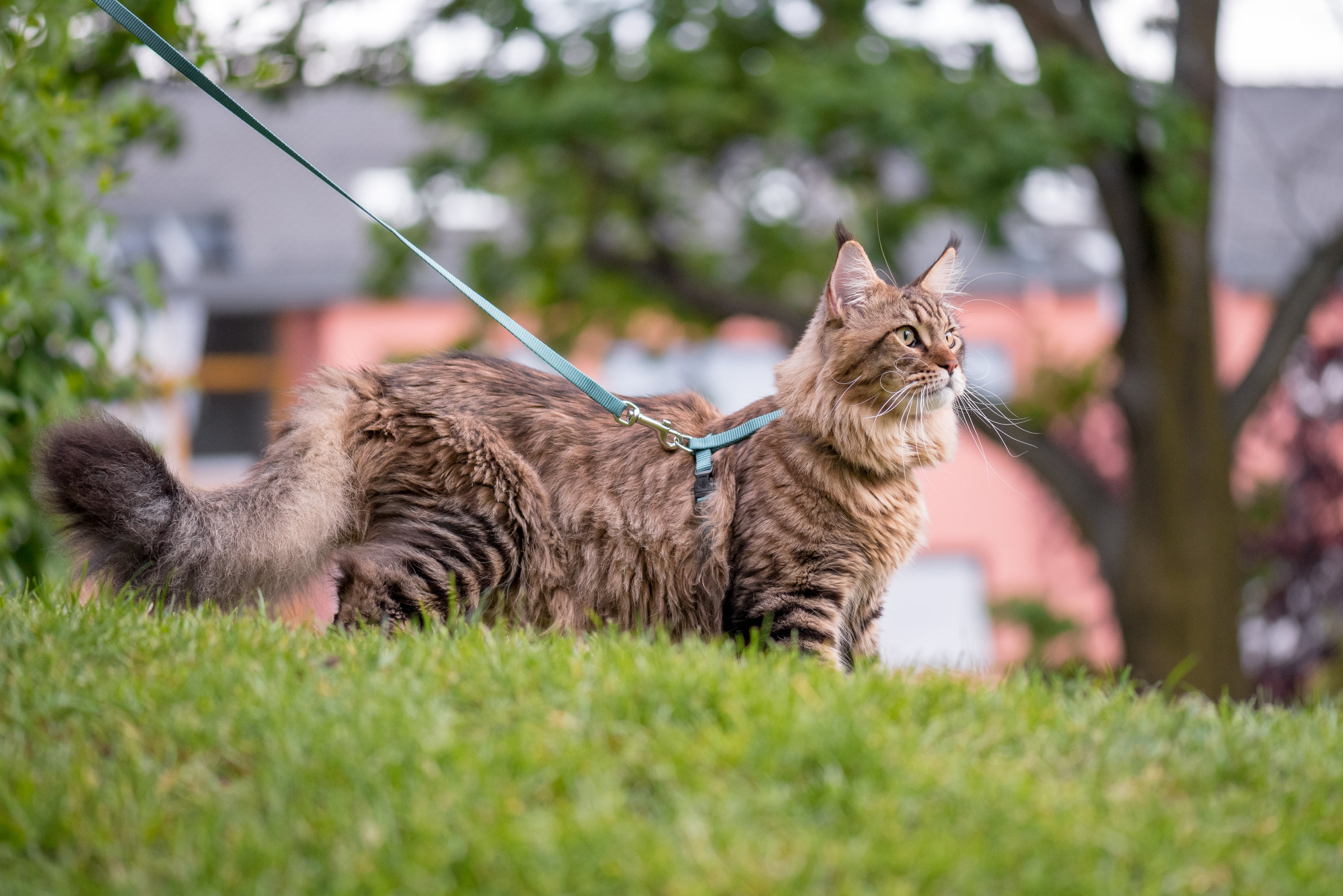 Czy maine coon może wychodzić na dwór?