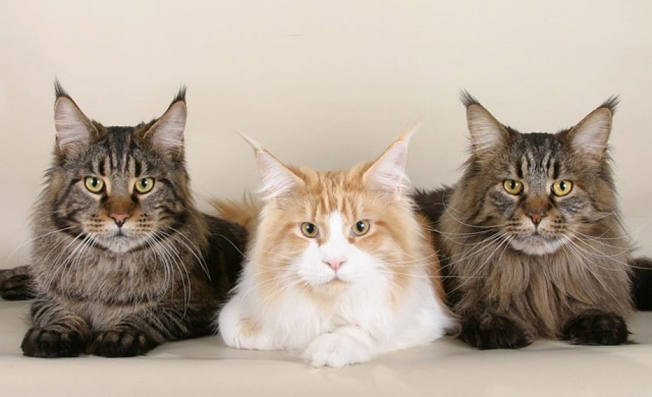 Czy można kąpać kota Maine Coon?