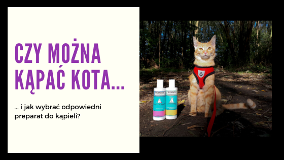 Czy można kapac kota w plynie do higieny intymnej?