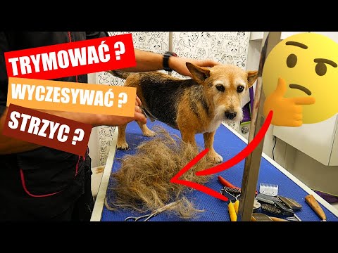 Czy można obciąć kundla?