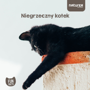 Dlaczego kot gryzie w czasie głaskania?