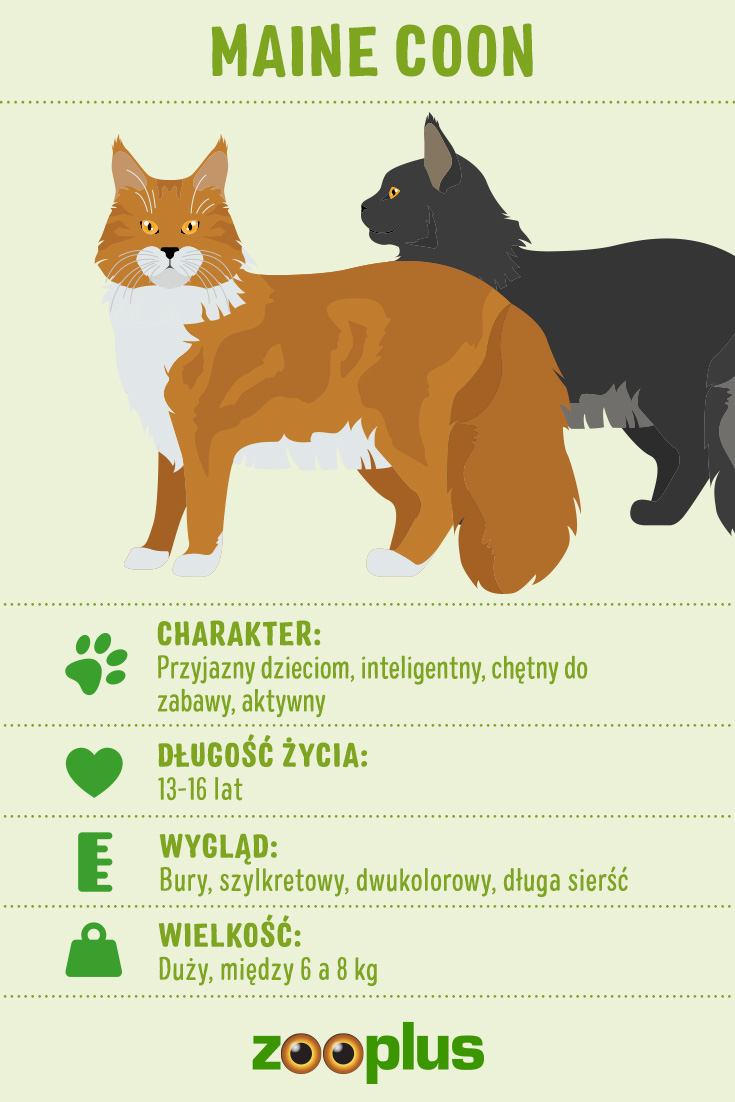 Do jakich rozmiarow rosnie maine coon?