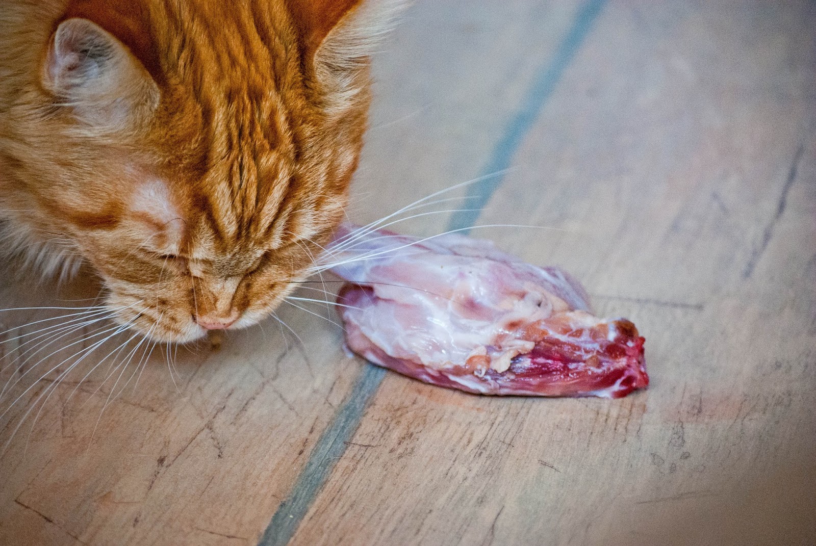 Ile kosztuje miesięczne utrzymanie maine coon?