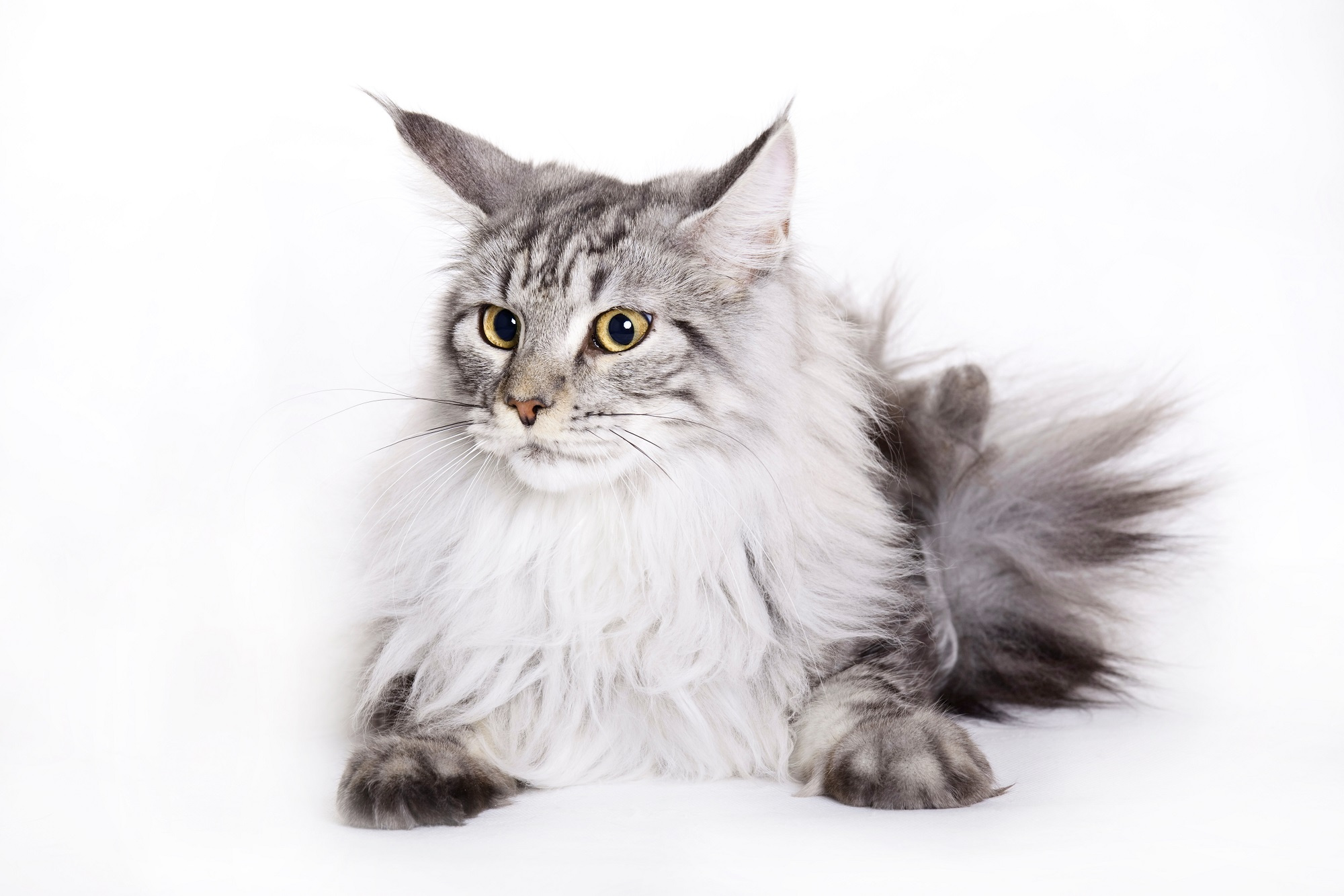 ile-mo-e-kosztowa-kot-maine-coon-fundacja-dla-koci-t-osieroconych