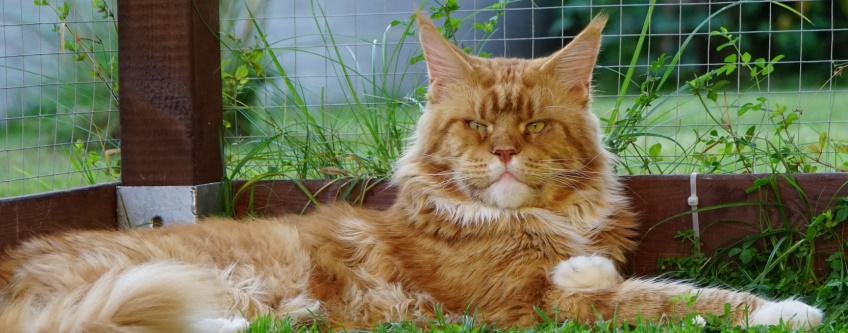 Ile razy dziennie karmić kota maine coon?