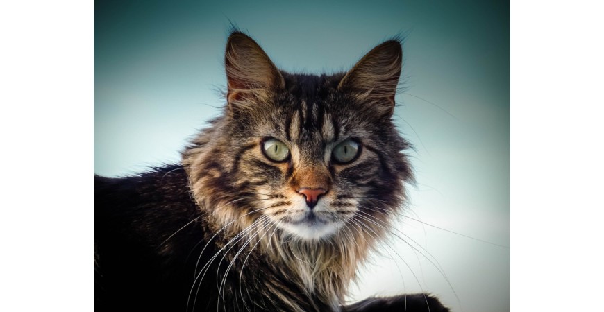 Ile śpi kot maine coon?