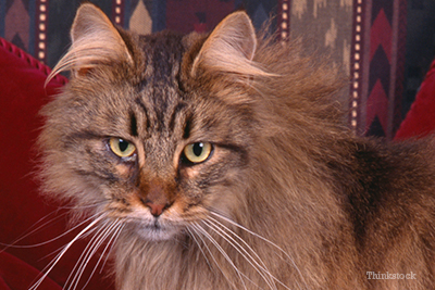 Ile żył najstarszy maine coon?