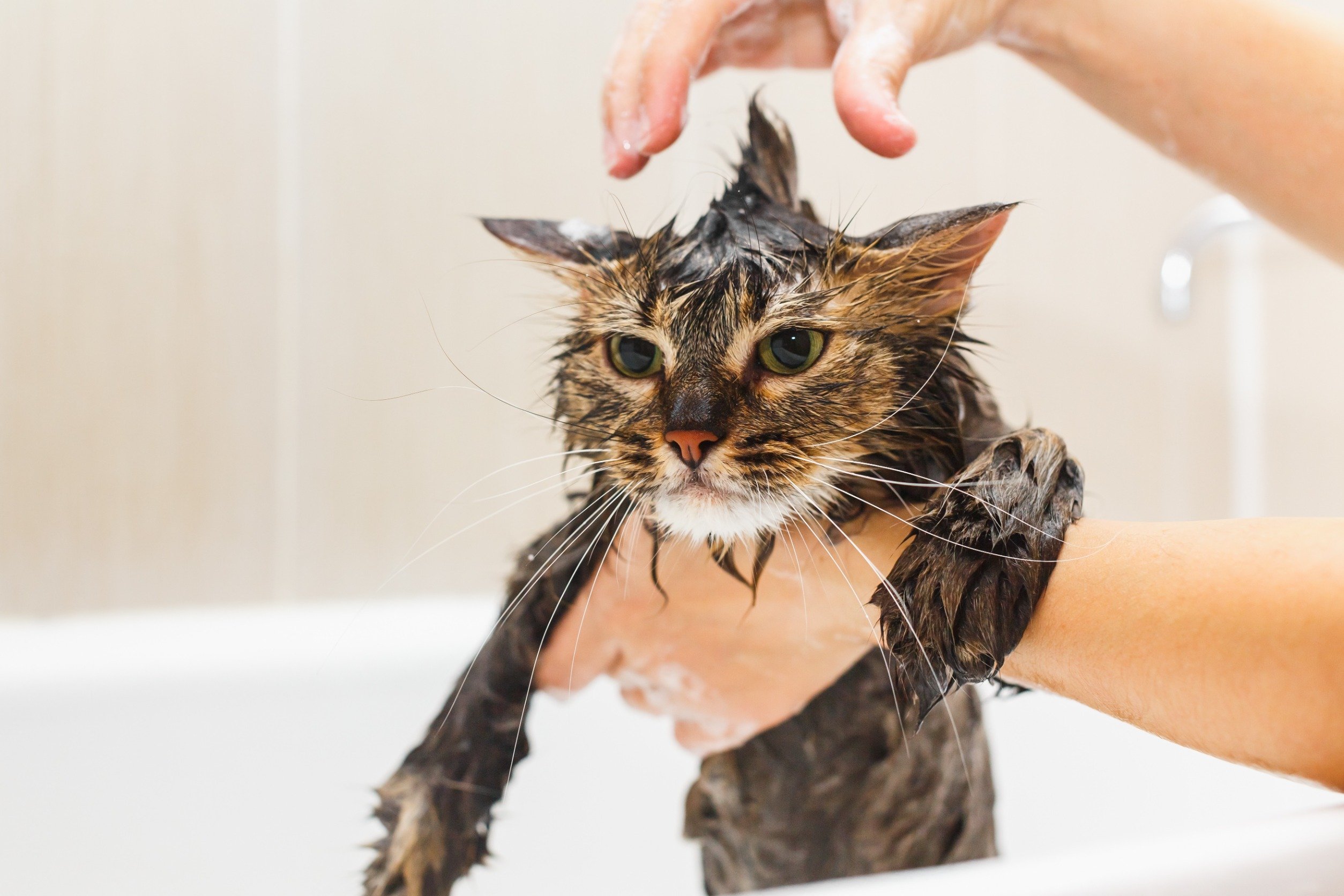 Jak kąpać kota Maine Coon?