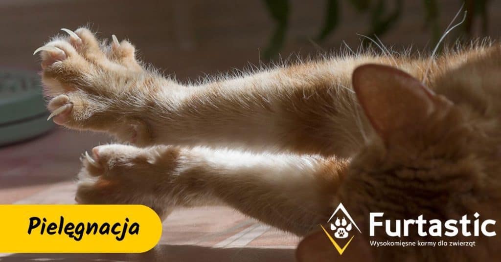 Jak obciąć kotu pazury, nie rozłupując ich?