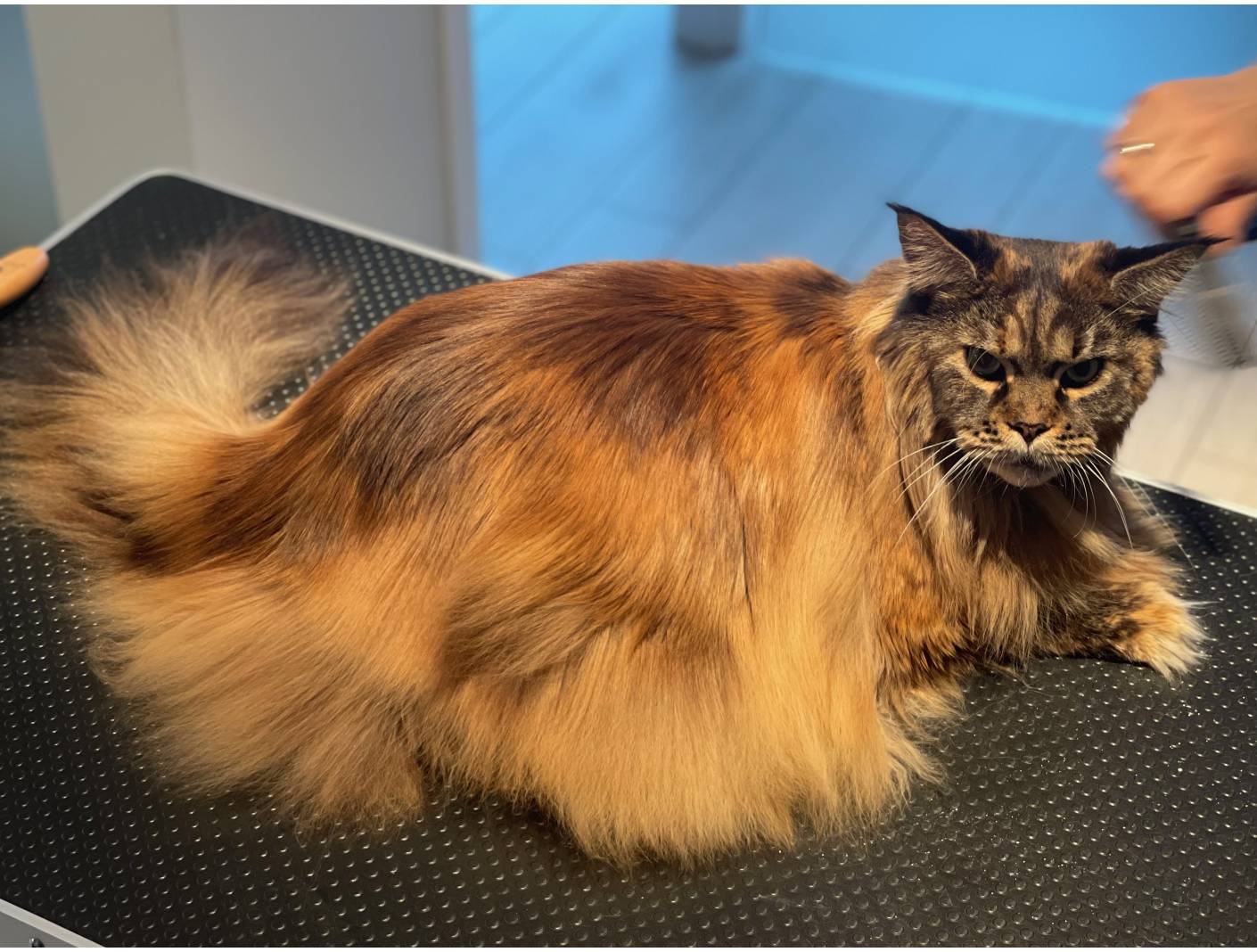 Jak pielęgnować Futro maine coon?