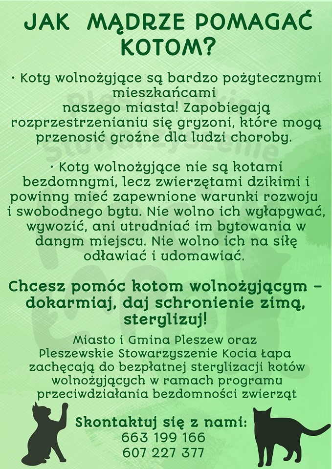 Jak pomóc kotom przetrwać zimę?