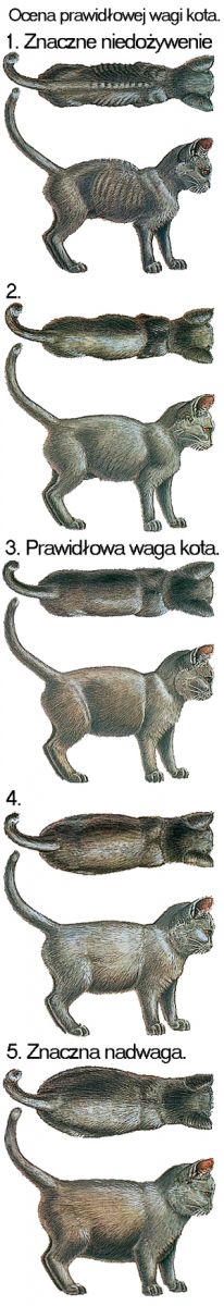 Jaka jest odpowiednia waga dla kota?