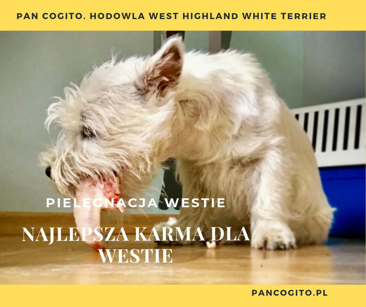 Co może jeść West?