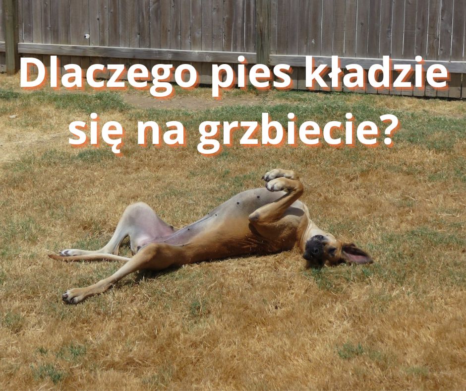 Co oznacza jak pies kładzie się na plecach?