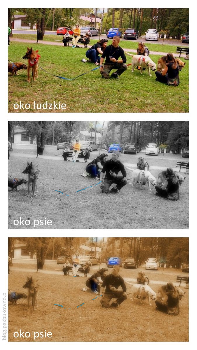 Co pies widzi w czlowieku?