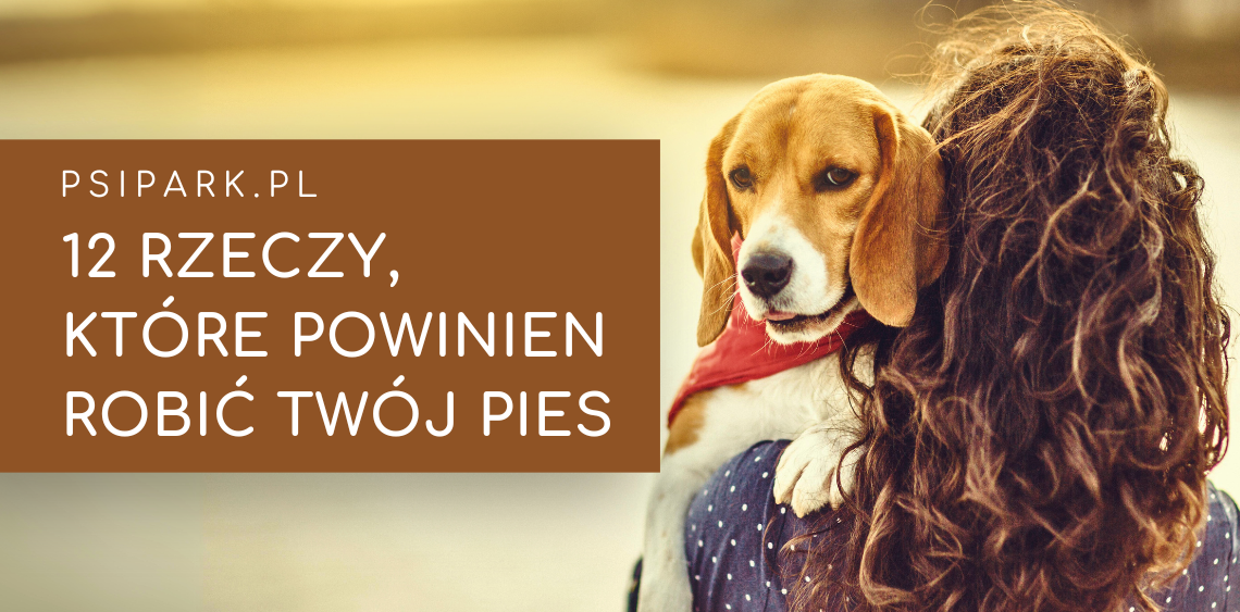 Co psy powinny robić przez cały dzień?