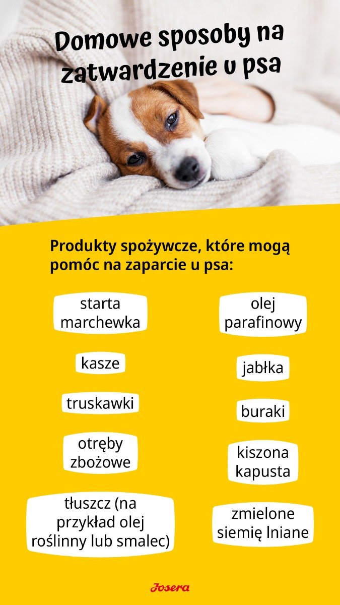 Co zrobić żeby pies nie robi kupy w domu? - Fundacja dla kociąt