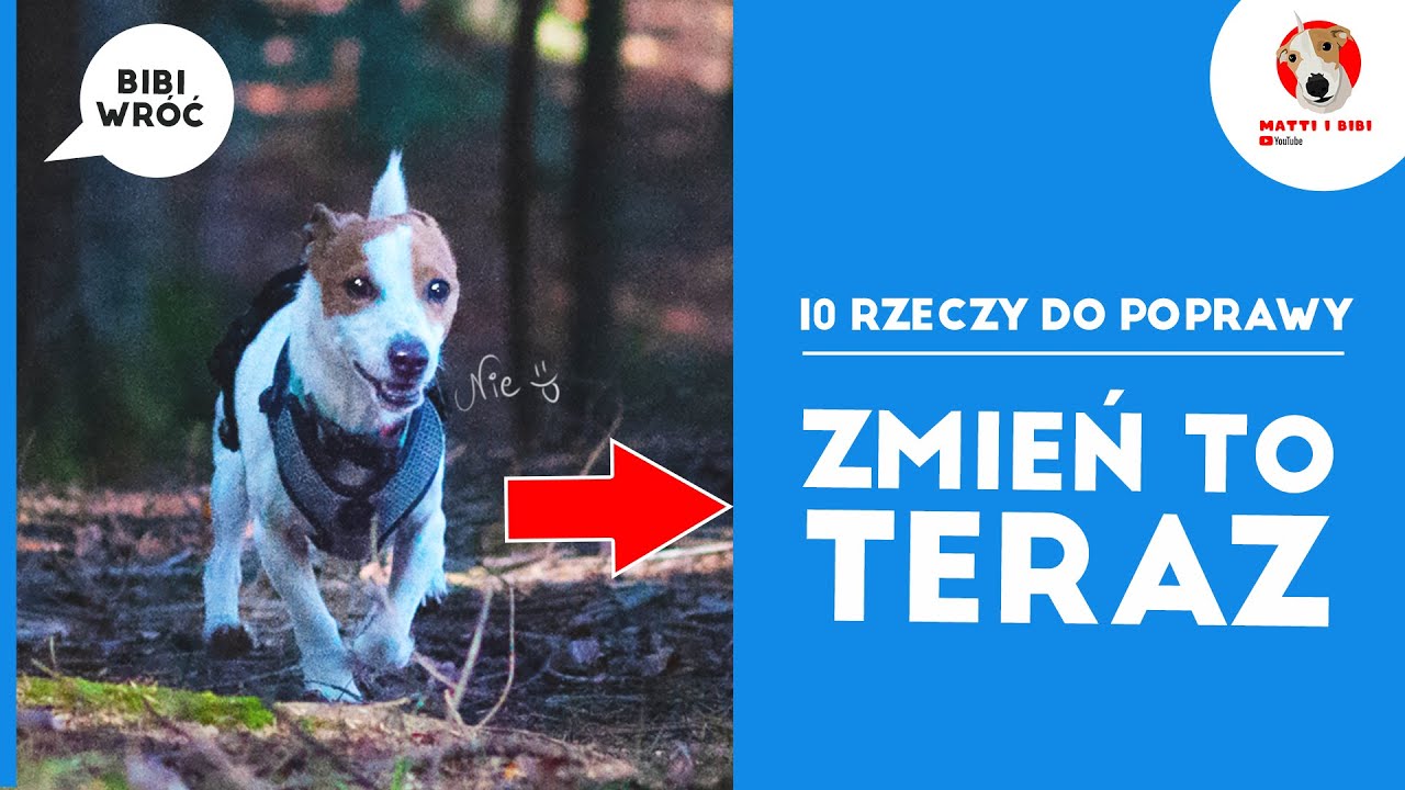Co zrobić żeby pies słuchał?