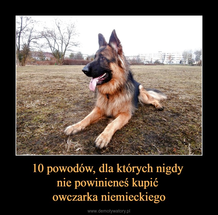 Czego nie lubią owczarki niemieckie?