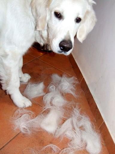 Czy Golden Retriever gubi dużo sierści?
