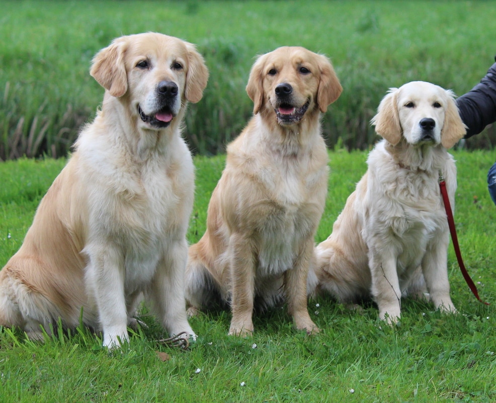 Czy Golden Retriever ma włosy czy sierść?