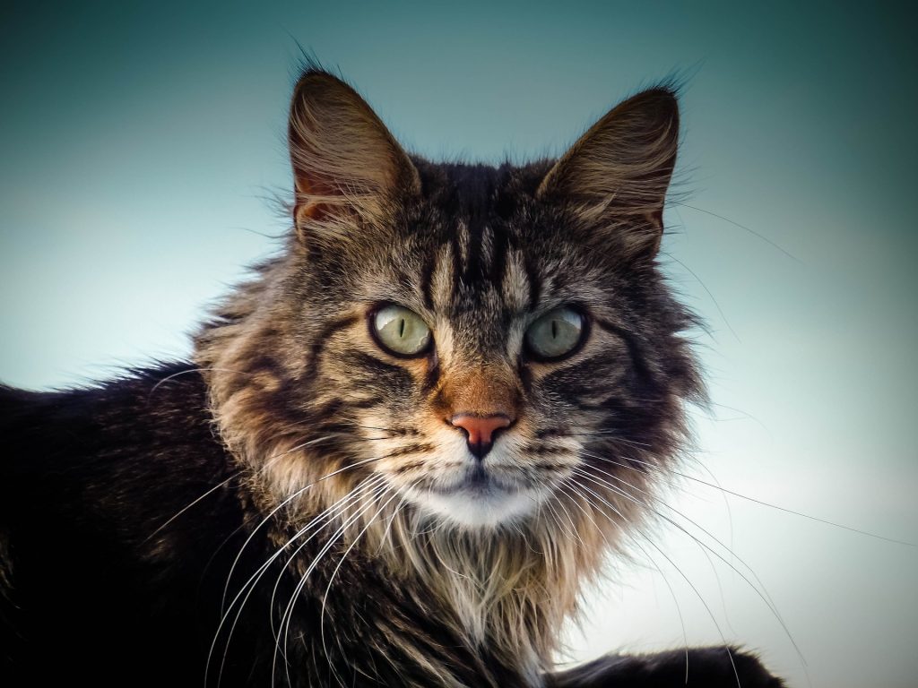 Czy kot maine coon mruczy?