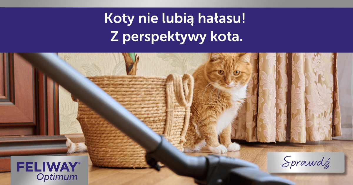 Czy kotu przeszkadza hałas?