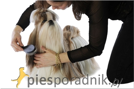 Czy lepiej szczotkować psa na mokro czy na sucho?