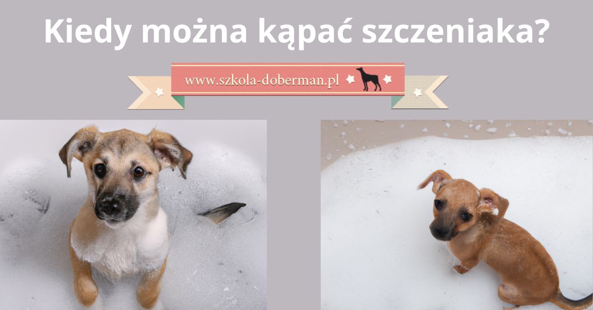 Czy można kąpać 10 tygodniowego szczeniaka?