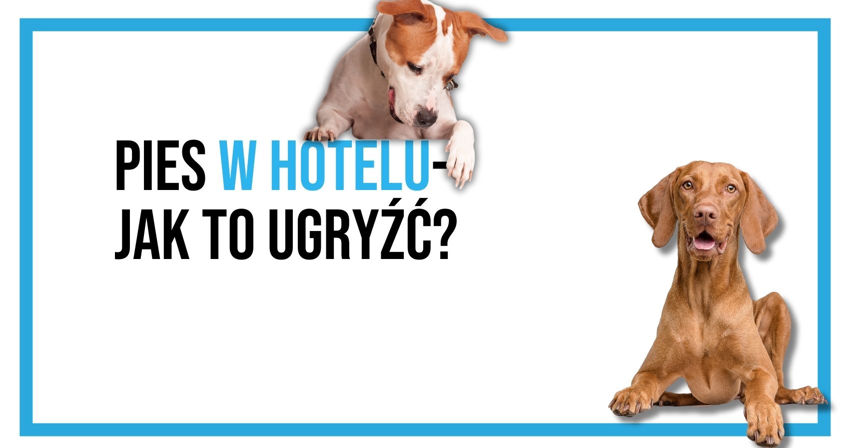 Czy można mieć psa w hotelu?