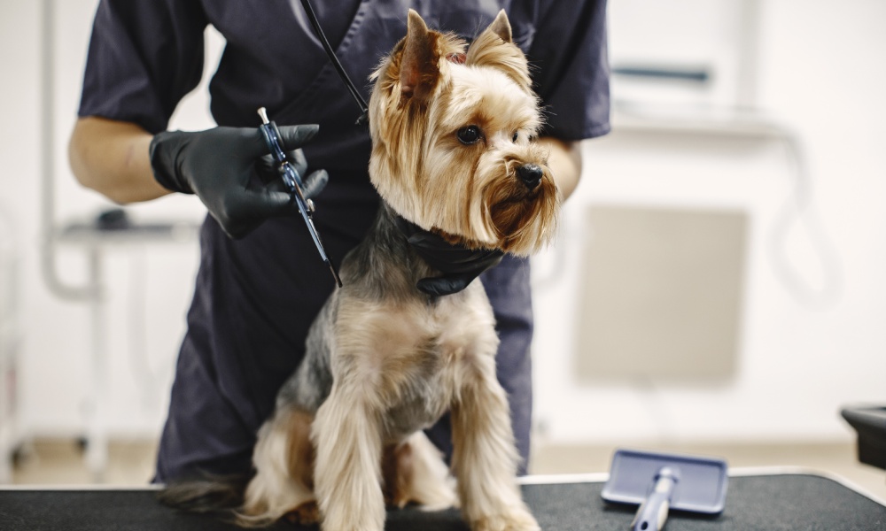 Czy praca groomera jest trudna?