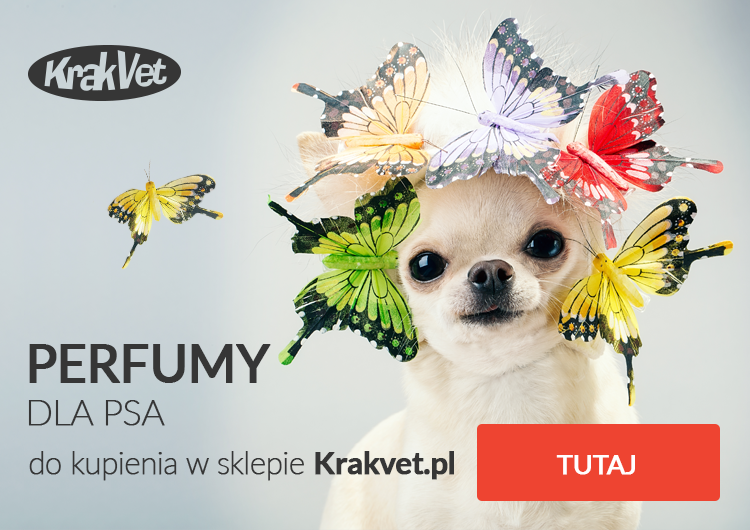 Czy psa można psikać perfumami?