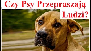 Czy psy przepraszają?