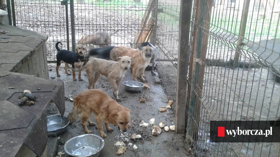Czy schronisko sprawdza warunki?