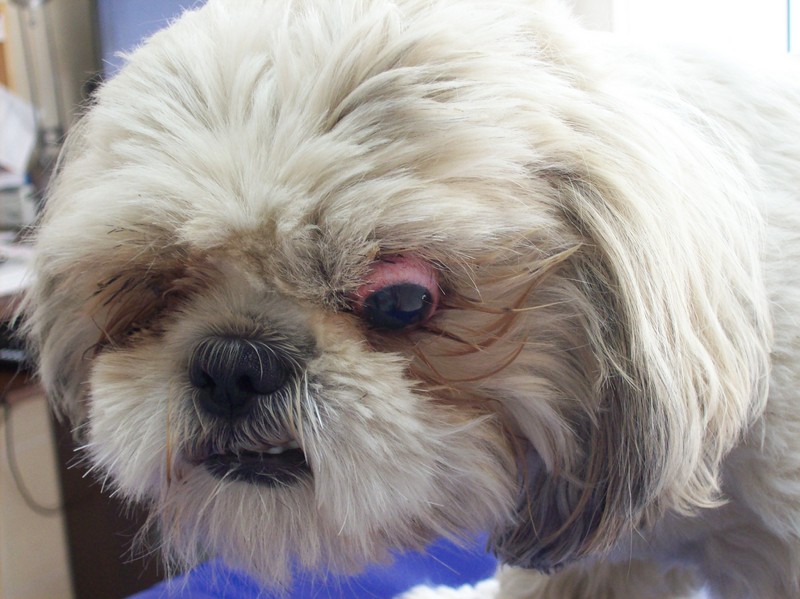 Czy shih tzu często wypadają oczy?